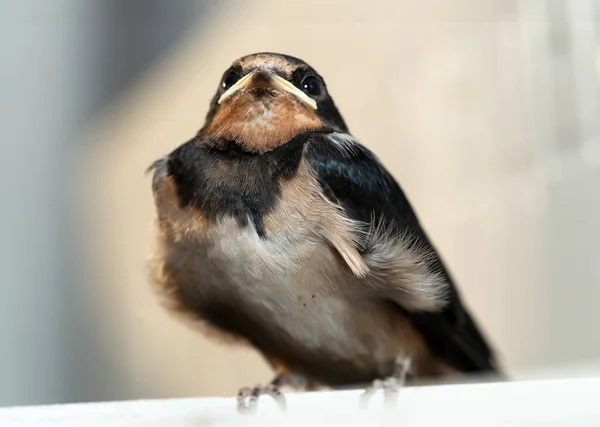 Połykanie Stodoły Hirundo Rustica Gniazdo Wyfrunęło Gniazda Czekało Pożywienie — Zdjęcie stockowe