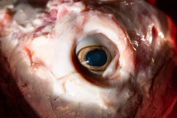 羊の肉の水です 皮膚のない動物の頭 屠殺された動物の目 肉料理の値段 — ストック写真
