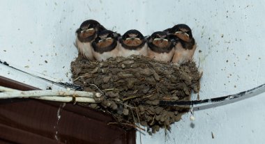 Yavrular yuvada. Ahır kırlangıcı (Hirundo rustica).