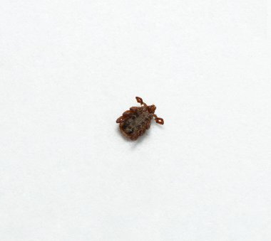 Ixodes ricinus, başlıca Avrupa 'da sert vücutlu kene türüdür..