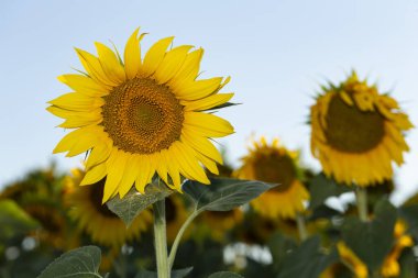 Ayçiçeği çiçeği çiçeği çiçeği. Arazide altın ayçiçeği batan güneşin ışınlarıyla aydınlatılıyor..