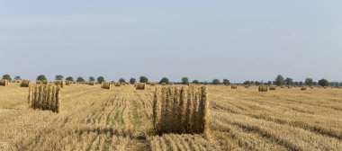 Buğday hasadı. Tarlada saman balyaları.