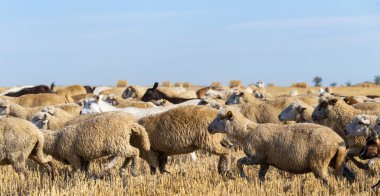 Keçi ve koyun sürüsü. Hayvanlar buğday sakalında otlar. Tarlada saman balyaları.