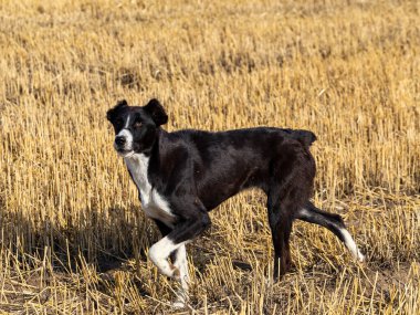 Otlakta bir çoban köpeği. Tarlada saman balyaları.