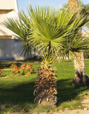Washingtonia filifera, ayrıca çöl taraftar palmiyesi, California fan palmiyesi ve iç eteği palmiyesi olarak da bilinir..