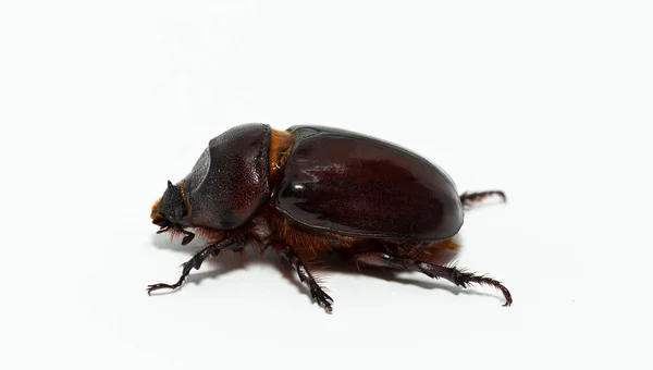 欧洲犀牛甲虫 European Rhinoceros Beetle 缩写Oryctes Nasicornis 是一种大型飞行的甲虫 属于一个亚科 — 图库照片