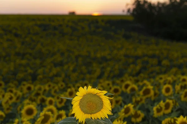 Champ Tournesols Fleurs Sur Fond Coucher Soleil — Photo