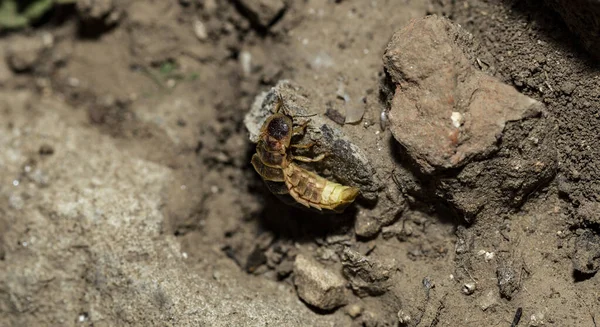 Het Vrouwtje Firefly Wachtend Het Mannetje Lampyridae Lampyris Noctiluca Gemeenschappelijke — Stockfoto