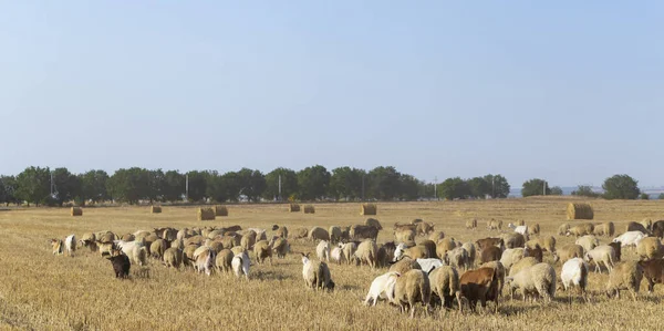 Una Manada Cabras Ovejas Los Animales Pastan Hojarasca Del Trigo — Foto de Stock