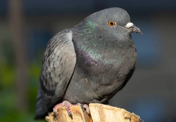 Bergduva Eller Vanlig Duva Medlem Fågeln Columbidae Ung Manlig Fågel — Stockfoto