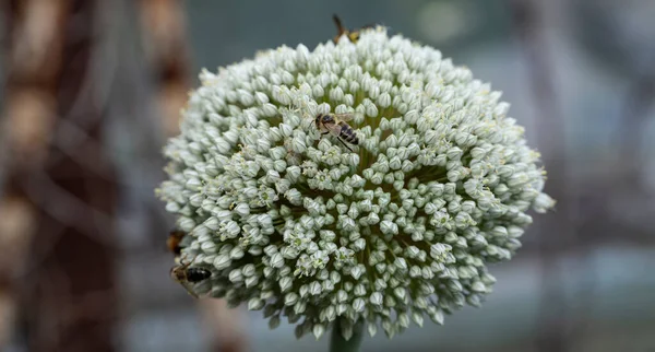 Puerro Floreciendo Polinización Plantas Por Insectos —  Fotos de Stock