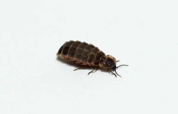 Lampyridae Lampyris Noctiluca Common Glow Worm Europe Firefly Hembra —  Fotos de Stock