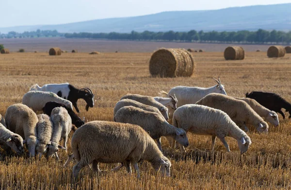 Una Manada Cabras Ovejas Los Animales Pastan Hojarasca Del Trigo — Foto de Stock