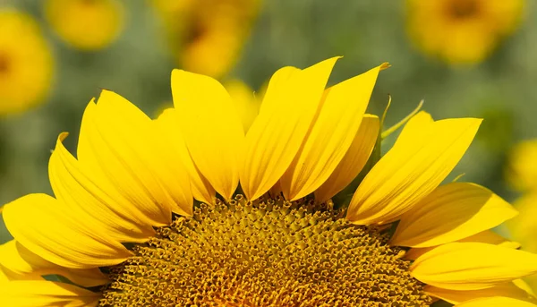 Sunflower Flower Blossom. Field of Golden sunflowers, illuminated by the midday sun.