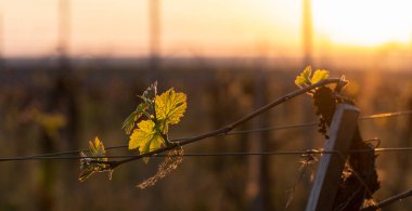 Genç, yeşil filizler üzümlü bir çalıda. Gün batımının arka planında üzüm-üzüm çiçekleri. Şarap üretimi. Moldova 'da şarap üretim teknolojisi.