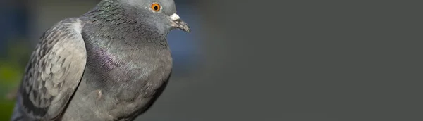 Rock Dove Common Pigeon Member Bird Columbidae Young Male Bird — Stock Photo, Image