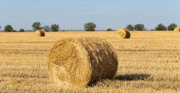 Raccolta Del Grano Balle Rotonde Paglia Nel Campo — Foto Stock