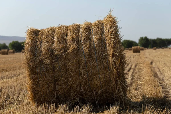 Búza Betakarítás Kerek Szalmabálák Mezőn — Stock Fotó