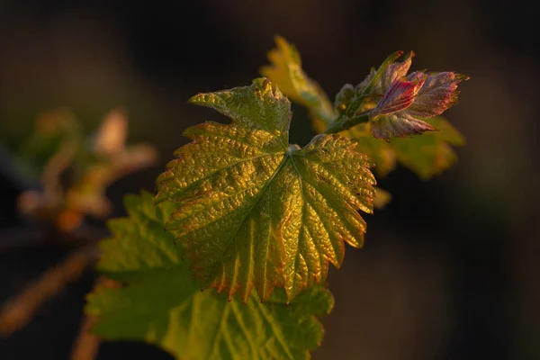 Jonge Groene Scheuten Een Druif Bush Wijndruivenbloemen Achtergrond Van Zonsondergang — Stockfoto