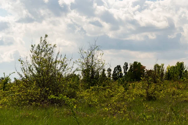 Viña Abandonada Moldavia Espesuras Uvas Silvestres — Foto de Stock
