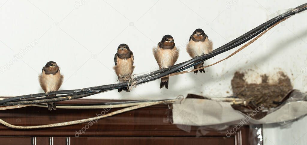 The chick sleeps on the wire. The barn swallow (Hirundo rustica).