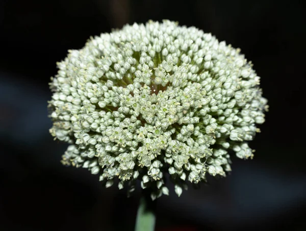 Primo Piano Del Fiore Pianta Porro — Foto Stock