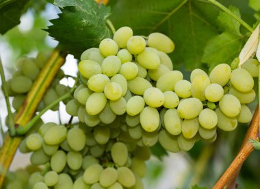 Üzüm bağında bir demet beyaz üzüm. Moldova 'da şarap yapımı.