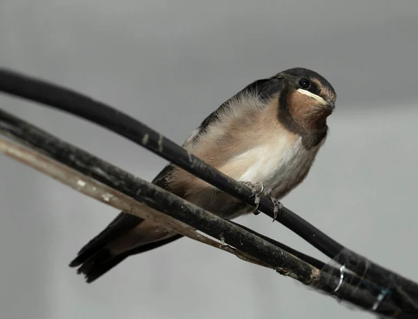 Holka Spí Drátě Polknutí Stodoly Hirundo Rustica — Stock fotografie