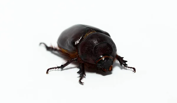 欧洲犀牛甲虫 European Rhinoceros Beetle 缩写Oryctes Nasicornis 是一种大型飞行的甲虫 属于一个亚科 — 图库照片