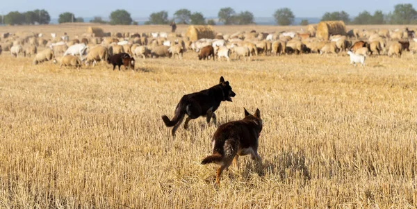 Los Perros Pastor Pasto Una Manada Cabras Ovejas Los Animales — Foto de Stock