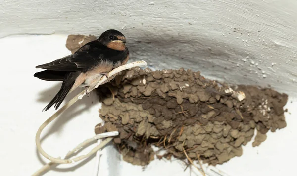 Połykanie Stodoły Hirundo Rustica Gniazdo Wyfrunęło Gniazda Czekało Pożywienie — Zdjęcie stockowe