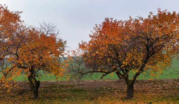 Cerezo Con Hojas Enrojecedoras Otoño Paisaje Otoño Con Árbol Lleno —  Fotos de Stock