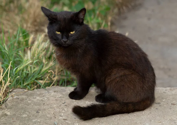 Όμορφη Μαύρη Γάτα Κίτρινα Μάτια Κοιτάζοντας Κάμερα — Φωτογραφία Αρχείου