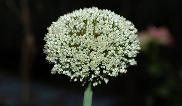 Nahaufnahme Von Porree Pflanze Blume — Stockfoto