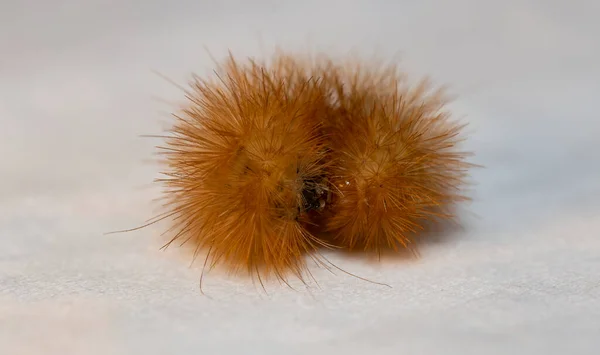 红毛毛毛虫 红宝石虎 Phragmatobia Fuliginosa 是家蚕中的一种 — 图库照片