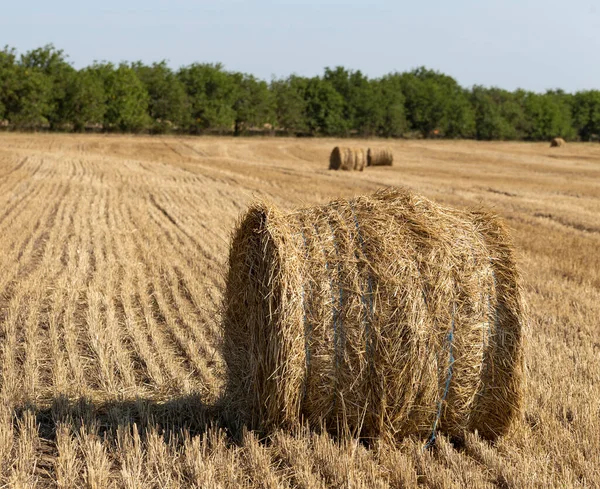 Tarweoogst Ronde Strobalen Het Veld — Stockfoto