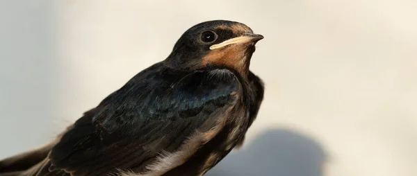 Połykanie Stodoły Hirundo Rustica Gniazdo Wyfrunęło Gniazda Czekało Pożywienie — Zdjęcie stockowe