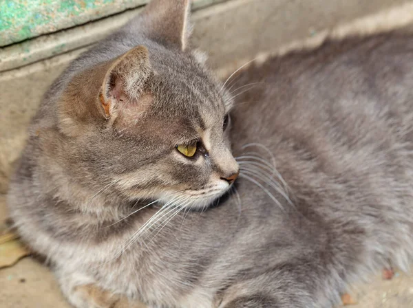 Gato Cinza Listrado Animal Está Descansar Jovem Predador — Fotografia de Stock