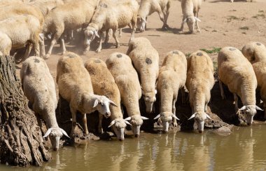 Bir su birikintisinde koyun. Gölün kıyısında koyun içme suyu. Hayvanlar çayırda otlar. Avrupa 'nın otlakları.