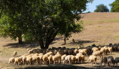 Keçi ve koyun sürüsü. Hayvanlar çayırda otlar. Avrupa 'nın otlakları.