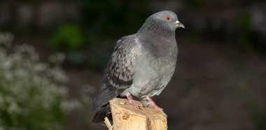 Kaya güvercini ya da güvercin, Columbidae kuşunun bir üyesidir. Genç bir erkek kuş bir direkte oturuyor..
