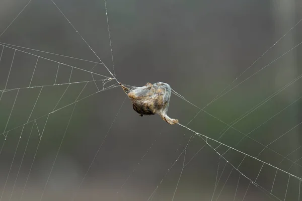 網の虫だ クモは蜂を捕まえた — ストック写真