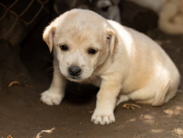 stock image A young white dog. Little puppy.