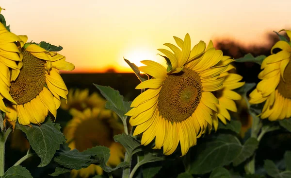 Campo Girassóis Florescendo Pôr Sol Fundo — Fotografia de Stock