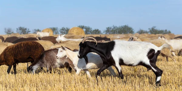 Una Manada Cabras Ovejas Los Animales Pastan Hojarasca Del Trigo — Foto de Stock