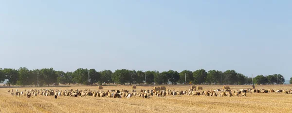 Una Manada Cabras Ovejas Los Animales Pastan Hojarasca Del Trigo — Foto de Stock