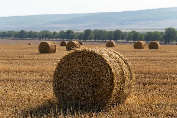 Búza Betakarítás Kerek Szalmabálák Mezőn — Stock Fotó