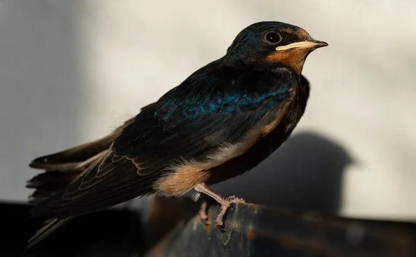 Ladugården Sväljer Hirundo Rustica Den Häckande Flög Boet Och Väntar — Stockfoto