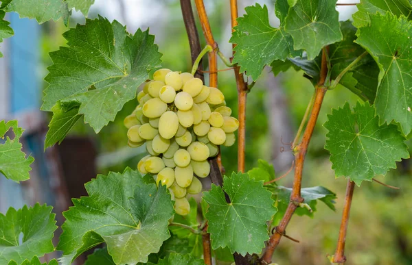 Ramo Uvas Blancas Viñedo Elaboración Vinos Moldova — Foto de Stock