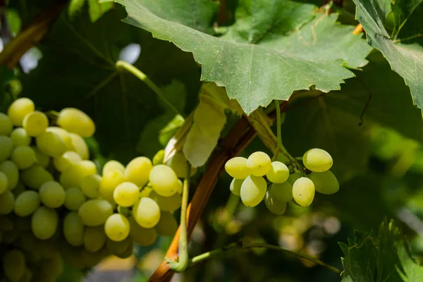 Une Grappe Raisins Blancs Dans Vignoble Vinification Moldavie — Photo